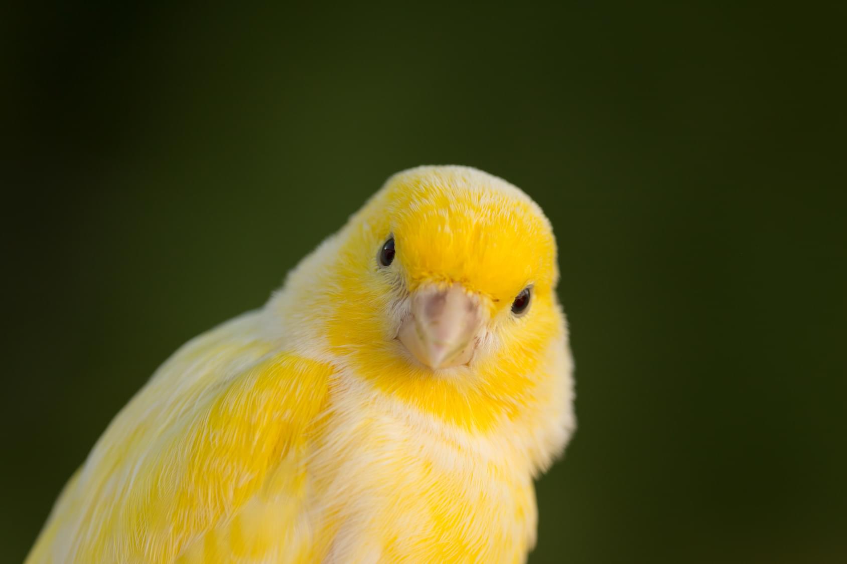Find the Canary in Your Data: Data Mining Techniques for Non-Analysts
